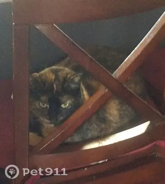 Missing: Black & Orange Cat, Sunnyside Dr. - photo