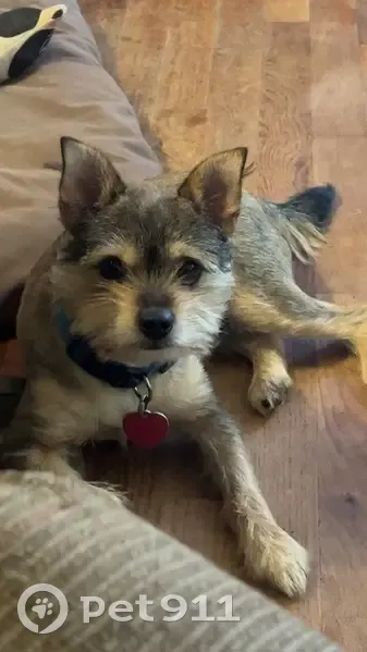 Missing Dog: Blonde Mohawk, Blue Collar - photo