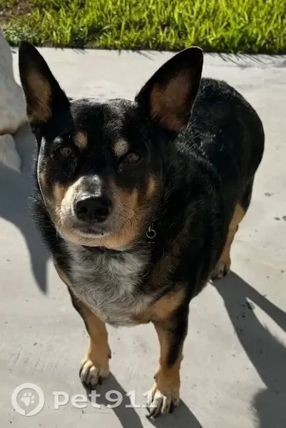 Lost Dog: Black Tan Brindle in Orlando - photo