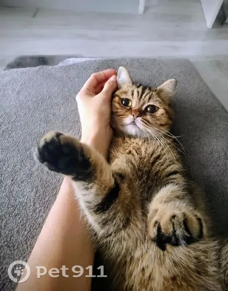 Зникла кішка: винагорода 100$ за повернення - photo