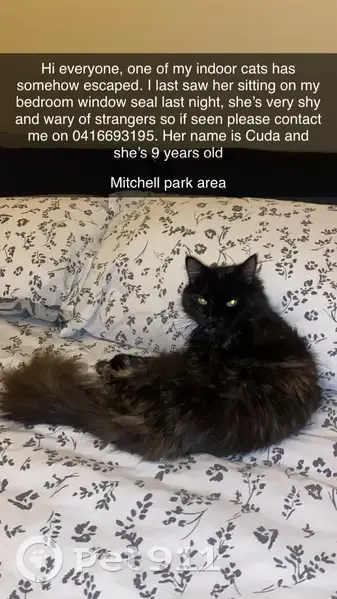 Lost Fluffy Cat: Black, Brown & White - photo