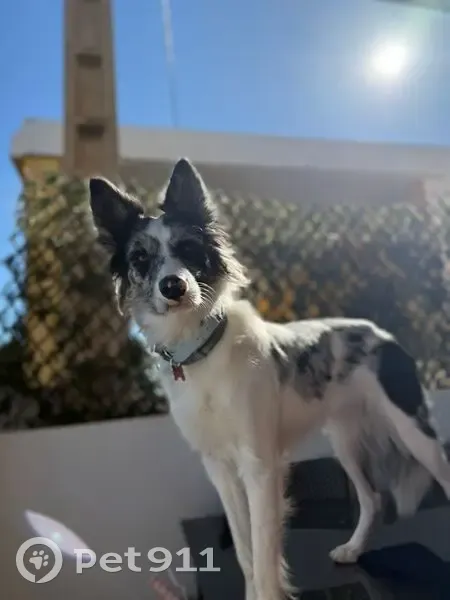 ¡Ayuda! Perdimos a Kuma cerca del castillo - photo