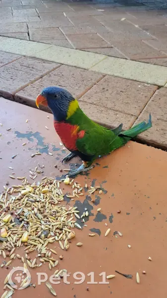 Friendly Lorikeet Found in Mundaring - photo