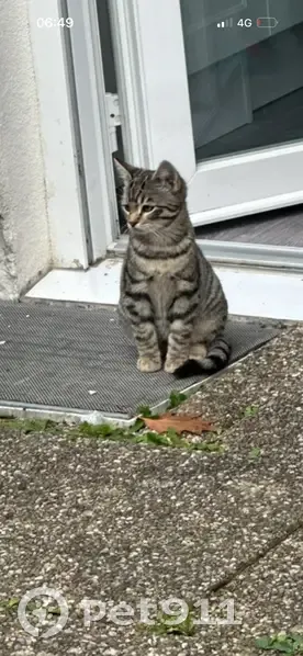 Chat perdu à Perpignan, Passage Grillons - photo