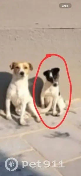 Lost Dog: Elderly Black & White Foxy - photo