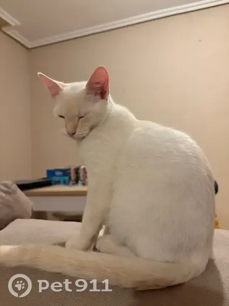 ¡Ayuda! Gato Blanco Perdido en Pantoja - photo