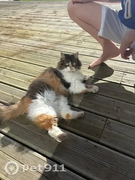 Chat trouvé à Miniac-Morvan - photo