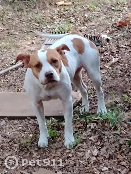 Friendly Dog Missing in Ocklawaha Area - photo