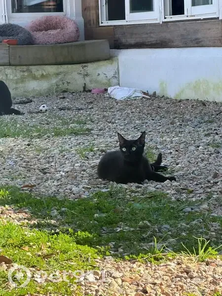 Gatita Negra Perdida en Sant Antoni de Portmany - photo