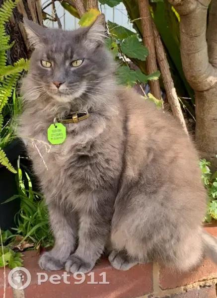 Help Find Nahla: Fluffy Grey Cat Lost - photo
