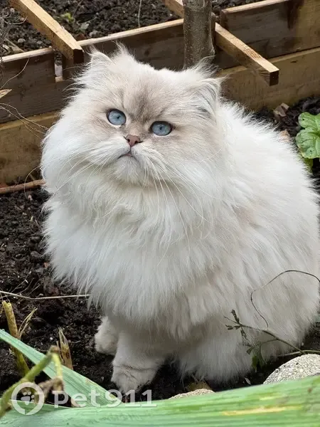 Chat blanc beige perdu, Rue Béranger - photo
