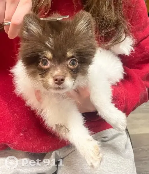 Lost: Sweet Pomeranian Paco in Savannah - photo