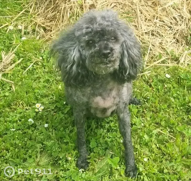 Caniche nain noir-gris perdu, 15 ans - photo