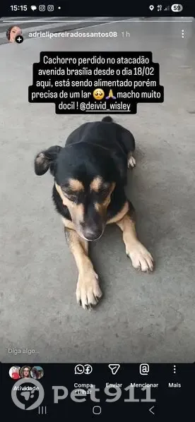 Cachorro encontrado - photo