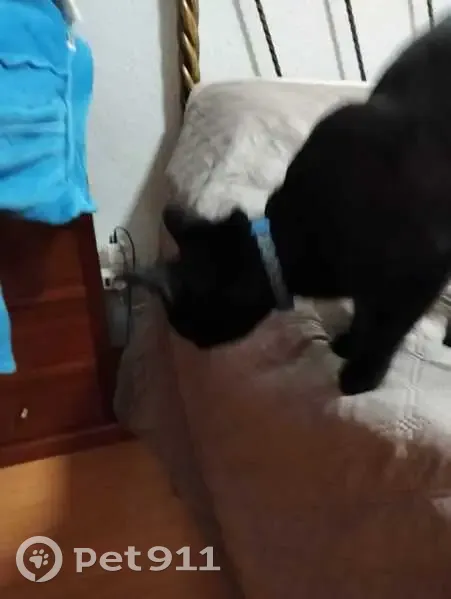 Gato Negro Cariñoso con Collar Azul en Jerez - photo