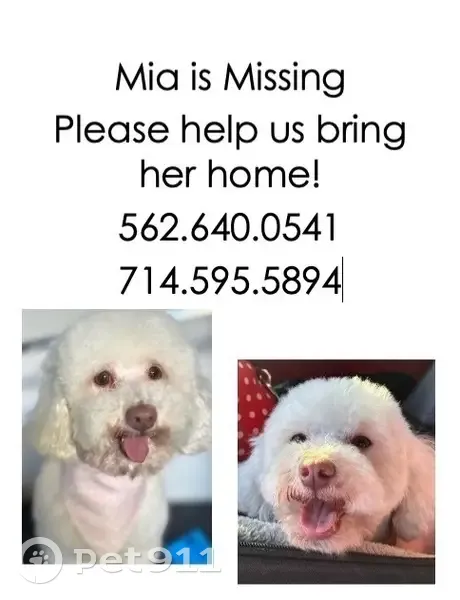 Help Find Mis: Lost Dog in Fullerton - photo