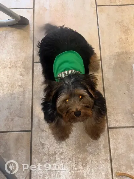 Lost Dog: Black with Brown Highlights - photo