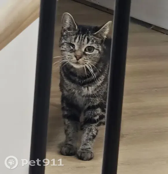 Help Find Ozark: $50 Reward Offered! - photo