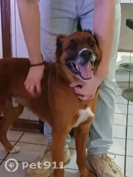 Found Dog: Red-Brown with Crooked Tail - photo