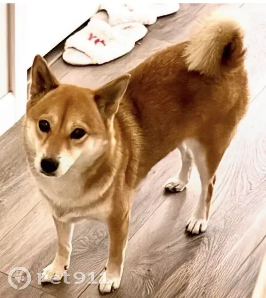 Lost Shiba Inu: Reddish Brown, San Jose - photo