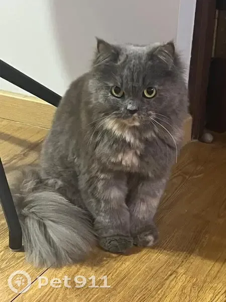 Lost Raggamuffin Bella: Grey & Cream Cat - photo