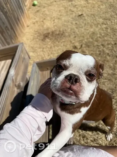 Lost Boston Terrier in Newcastle - Help! - photo
