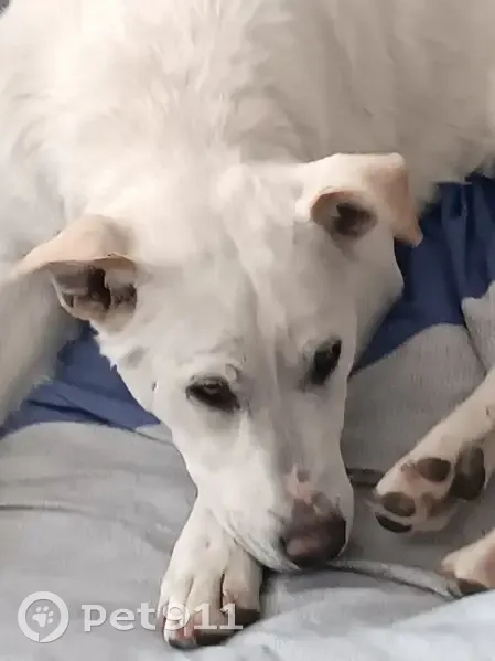 Found: White Dog with Unique Markings - photo