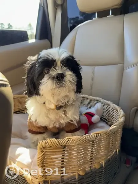 Missing Shih Tzu: Friendly, Black & White - photo