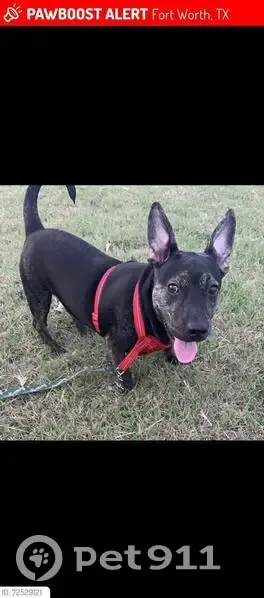 Lost: Spanky the Black Pitbull Terrier - photo