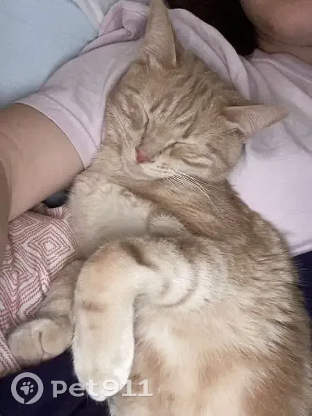 Lost Orange Indoor Cat - Wichita, KS - photo