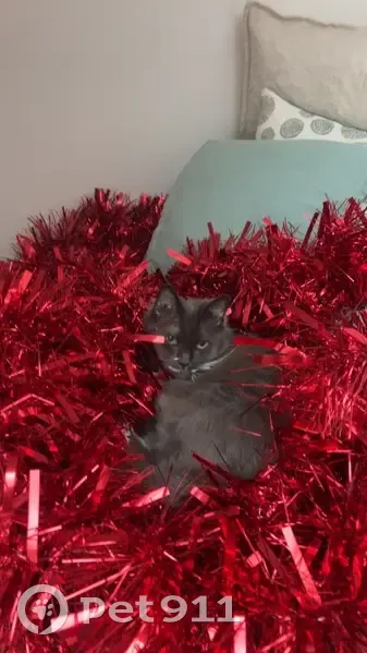 Lost Cat: Gray & White, Green Eyes - Joondalup - photo