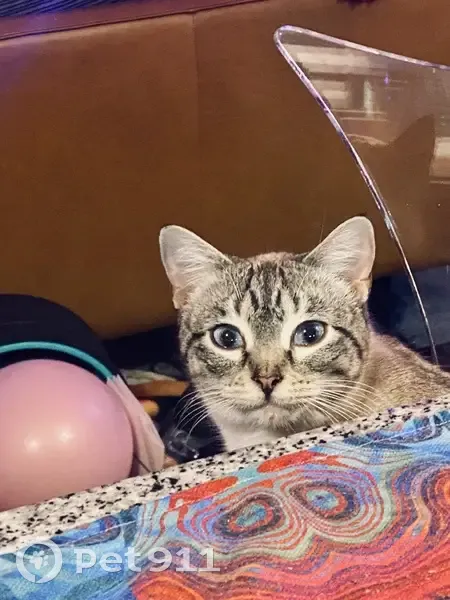 Lost Silver Tabby: Blue Eyes in Dallas - photo