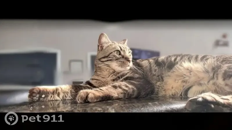 Help Find Meeka: Beloved Tabby Missing - photo