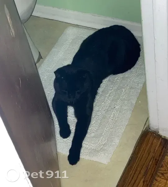 Help Find Ram: Missing Friendly Cat - photo