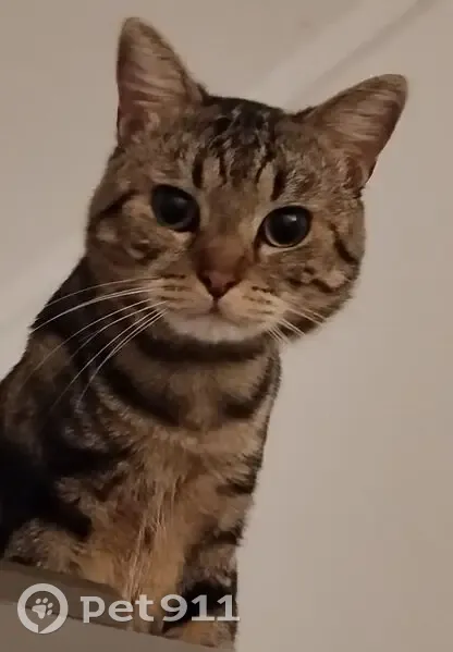 Chat Tigrou perdu à Colombes - photo