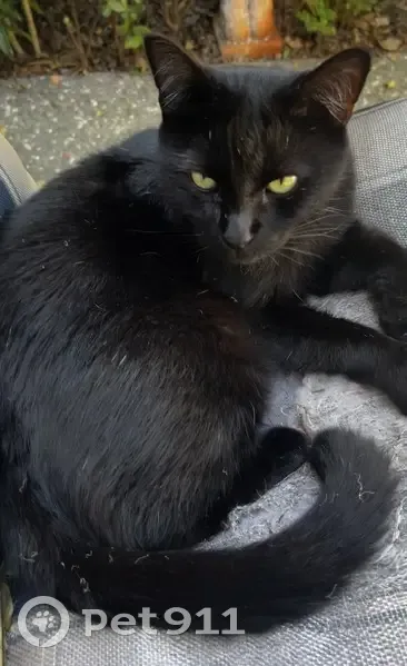 Lost Black Cat Tyson: Friendly & Unique - photo