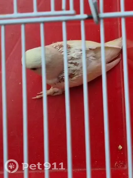 Lost White Lovebird: Reward Offered! - photo