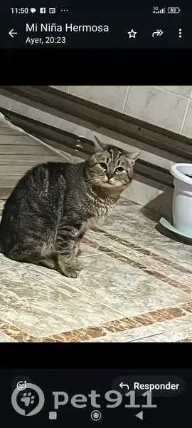 Se busca: Gato perdido en Calle Colón - photo