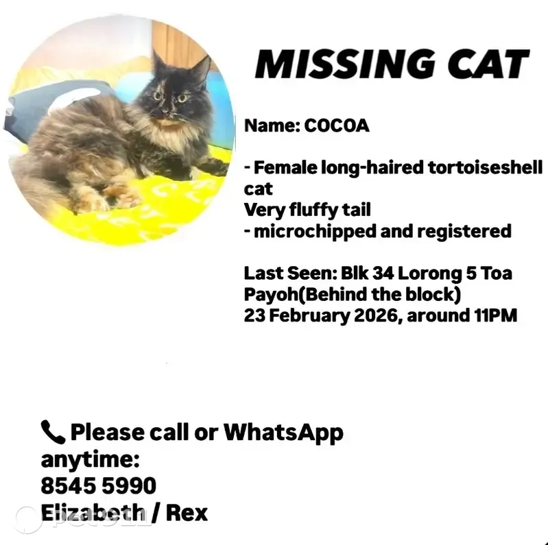 Lost Cat: Long Brown Hair, Bright Eyes - photo
