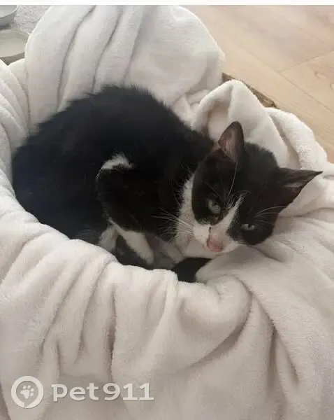 Chat trouvé Marseille, cherche adoption - photo