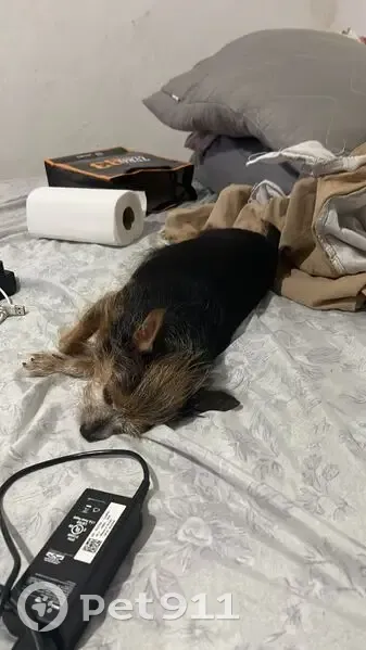 Cachorro perdido Fêmea (brl002367) - photo