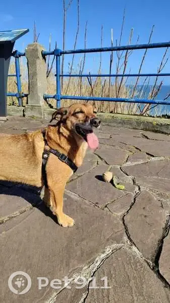 Perra Miedosa Perdida en Santander: ¡Ayuda! - photo