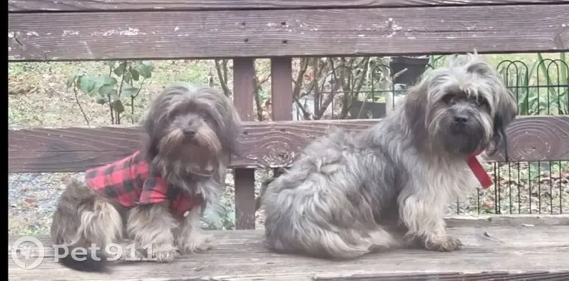 Lost: Friendly Brown Dogs, Mt. Jackson - photo