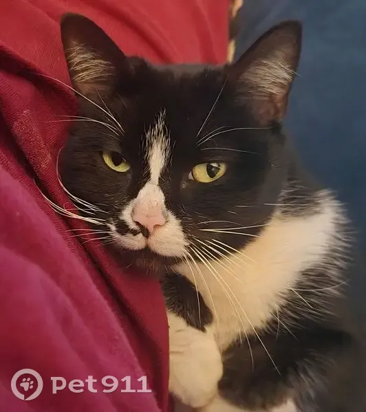 Missing 8yr Black/White Cat in Charlotte - photo