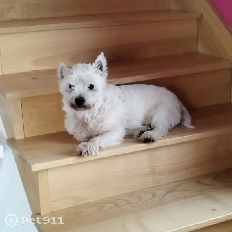Chien perdu, arthrose, verrue à l'œil - photo