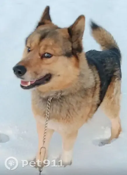 Зникла собака-вовк на вул. Горішнянка, Пнів - photo