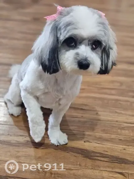 Lost Maltese Shih Tzu: White & Gray, Dallas - photo