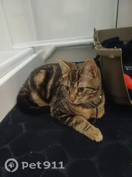 Chat tigré trouvé dans notre immeuble - photo