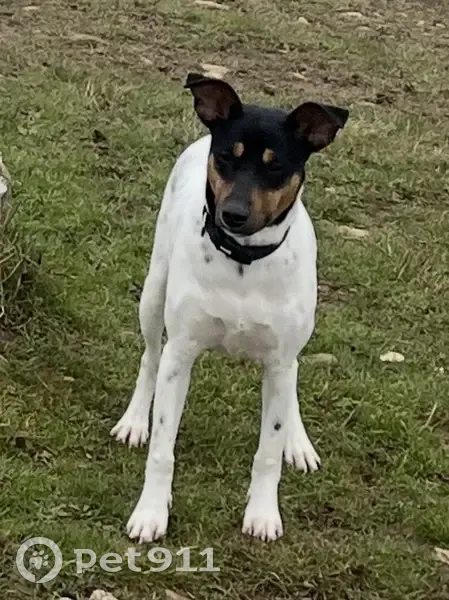 Perrito Perdido en Pamplona: 24 Feb 2026 - photo