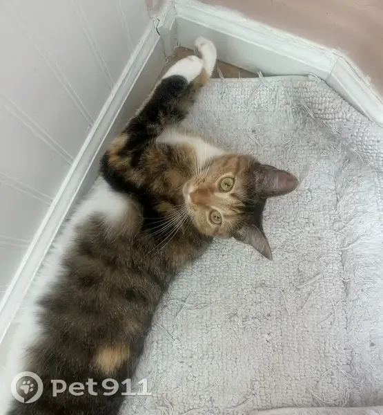 Lost Calico Cat in Dana Point - Help! - photo